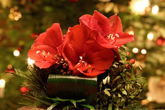 Weihnachtliches Blumengesteck mit roten Amaryllis und immergr&uuml;nen Zweigen - Nahaufnahme