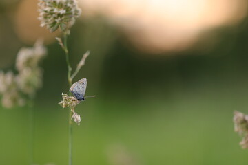 una farfalla licenide al tramonto