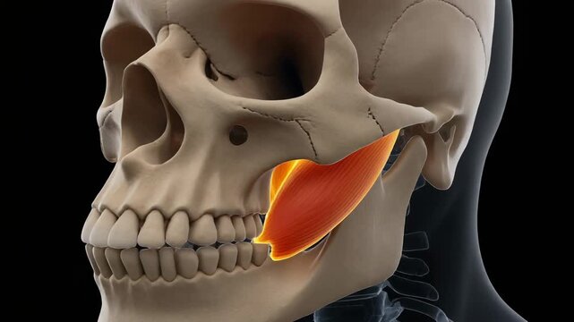 3D Orbital View of Human Pterygoid Muscles on Skull