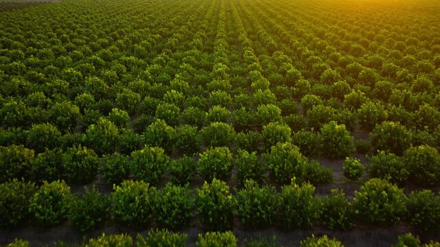 Early morning sunrise over a citrus orchard, with sunlight reflecting across rows of trees. 