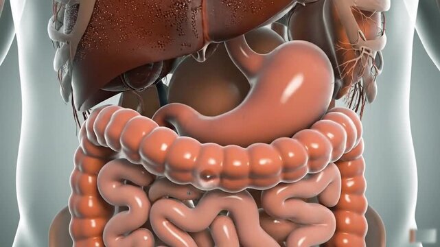 A detailed video of the human digestive system and internal organs