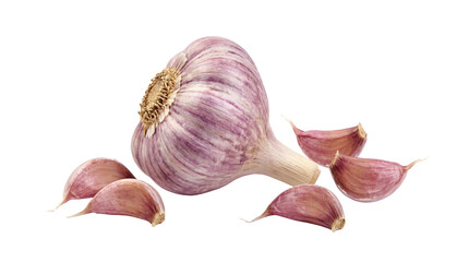 Whole head of fresh purple striped garlic bulb with separated cloves on transparent background