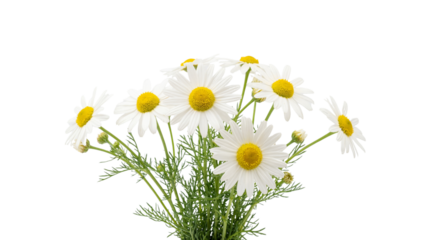 Beautiful bouquet of white daisy chamomile flowers with delicate green foliage on transparent background