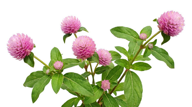 Bright pink globe amaranth flower cluster with vibrant green foliage on transparent background