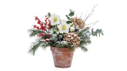 Beautiful winter floral arrangement featuring white hellebores and frosted pine branches on transparent background