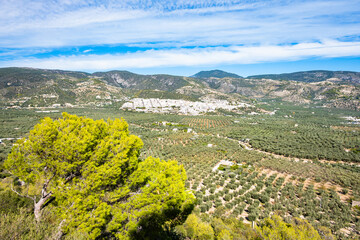 Vast olive groves stretching across the Gargano hills with a distant white town, Apulia, Italy