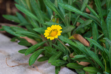 The beautiful gazania flower in garden
