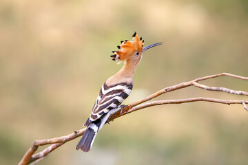 A common hoopoe (Upupa epops) with its crest spread out, photographed close-up, perched on a branch against a blurred background © VOLODYMYR KUCHERENKO