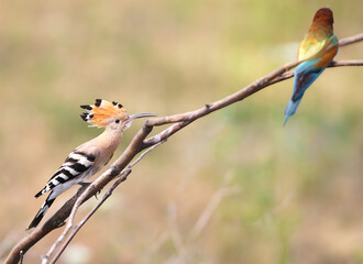 A common hoopoe (Upupa epops) with its crest spread out, photographed close-up, perched on a branch against a blurred background © VOLODYMYR KUCHERENKO