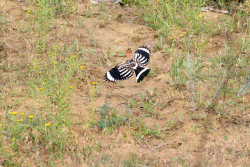 A common hoopoe (Upupa epops) with its crest spread out, photographed close-up, perched on a branch against a blurred background © VOLODYMYR KUCHERENKO