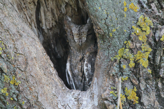 A female Eurasian scops owl (Otus scops) sits in a deep tree hollow and blends into its surroundings.
