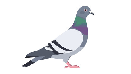 Fototapeta premium Stylized urban pigeon vector art featuring iridescent neck and elegant gray plumage a classic city bird representation