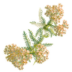 Achillea terracotta tree plan, top view, cutout, transparent background, isolate, good for architecture visualization, Delicate floral arrangement, blossoming branches, botanical illustration © DH Tree Stock