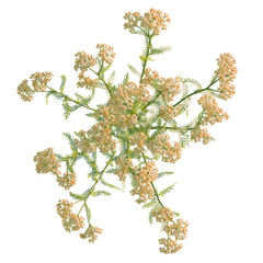 Achillea terracotta tree plan, top view, cutout, transparent background, isolate, good for architecture visualization, Delicate Wildflower Arrangement, Floral Display, Botanical Illustration © DH Tree Stock