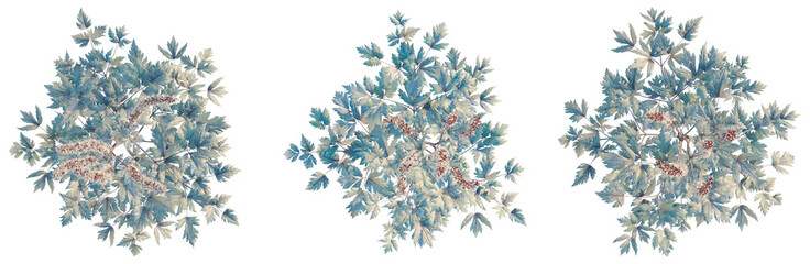 Actaea simplex tree plan, top view, cutout, transparent background, isolate, good for architecture visualization, Overhead view of vibrant green foliage, tree canopy, and delicate red berries