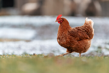 Naklejka premium A domestic chicken (Gallus gallus domesticus) walks around a farmyard looking for food. The ground is natural with soil and scattered plants. 