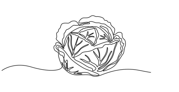Cabbage head, cole single line animated illustration. One continuous self drawing line animation, footage of cabbage, healthy eating, vegetarianism, vegetable, garden plant, one line,