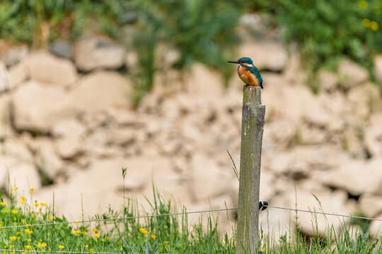 A common kingfisher sits on a weathered wooden post, scanning its surroundings. Its vivid blue and orange plumage contrasts with the natural tones of the post and background.