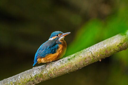A common kingfisher (Alcedo atthis) sits on a slender branch. Its bright blue and orange feathers stand out clearly. The bird looks alert, scanning its surroundings.