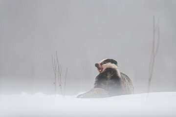 A European badger (Meles meles) feeds on a carcass in a snowy clearing. The scene is cold and colorless, with mist hanging low and soft snow covering the ground. © Jan Rozehnal