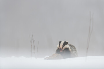 A European badger (Meles meles) feeds on a carcass in a snowy clearing. The scene is cold and colorless, with mist hanging low and soft snow covering the ground. © Jan Rozehnal