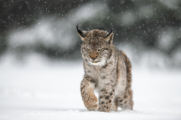 A Eurasian lynx looks ahead while snow falls around its face. The thick forest in the background and the snow-covered ground create a calm winter scene. © Jan Rozehnal