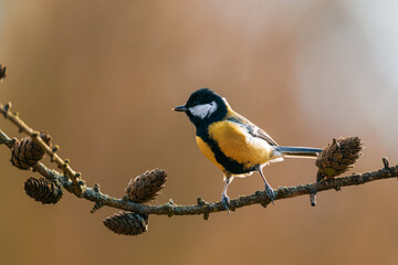 A great tit bird sits calmly on a thin branch, showing its black head, yellow chest, and white cheeks. The background is natural and softly blurred. © Jan Rozehnal