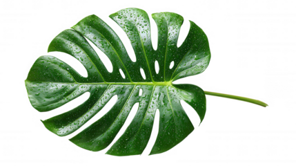 Monstera deliciosa leaf with water drops isolated on transparent background