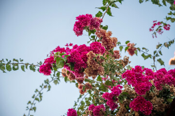 Pink bougainvillea flowers against clear blue sky, natural Mediterranean summer background.