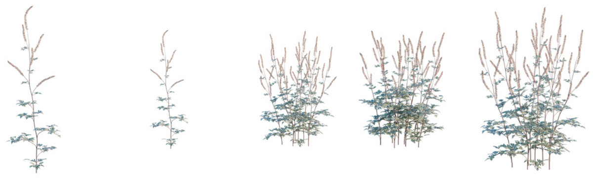 Actaea simplex tree, front view, cutout, transparent background, isolate, Wildflower meadow, plants and grass, nature's beauty, floral arrangements, botanical illustration, digital art