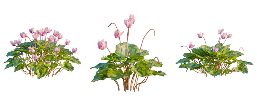 Cyclamen persicum tree, front view, cutout, transparent background, isolate, Violet Hellebores, Blooming Plants, Spring Flowers, Botanical Illustration, Garden Elements, Nature's Beauty