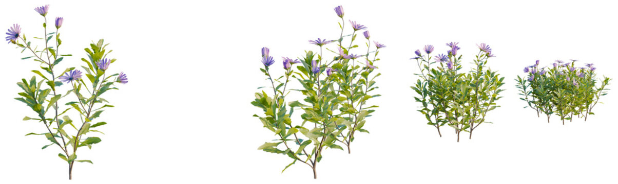 Osteospermum fruticosum tree, front view, cutout, transparent background, isolate, Purple wildflowers blooming, lush green foliage, botanical illustration, floral design elements, spring meadow scene