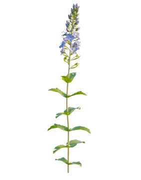 Veronica teucrium tree, front view, cutout, transparent background, isolate, Vibrant Purple Flower Stem, Botanical Illustration, Wildflower Beauty, Natural Flora, Delicate Plant Life
