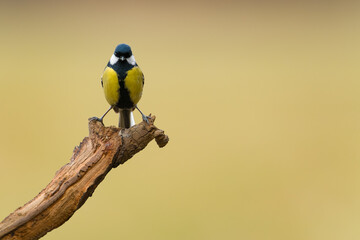 A great tit (Parus major) sits upright with a stern, intense look. Its feathers are smooth and the background is plain and uncluttered. © Jan Rozehnal