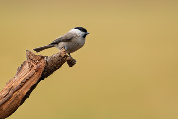A marsh tit (Poecile palustris) rests calmly on a thin branch. The bird’s soft plumage stands out clearly against the plain backdrop. © Jan Rozehnal