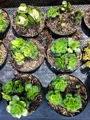 Succulent plant &times; Sedeveria Jet Beads, known as Jet Beads Stonecrop, grown in a plastic bottle pot. Selective focus. 