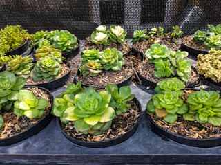 Succulent plant &times; Sedeveria Jet Beads, known as Jet Beads Stonecrop, grown in a plastic bottle pot. Selective focus. 