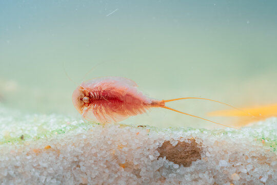 A tadpole shrimp (Triops cancriformis) moves along the bottom of an aquarium. It searches the substrate for food.