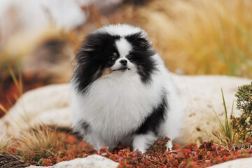 Obraz premium Parti Pomeranian in Autumn Park