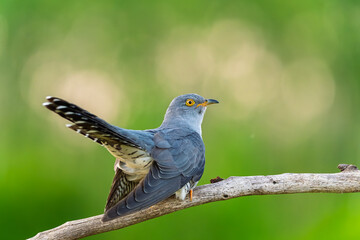 Fototapeta premium The common cuckoo (Cuculus canorus) sits quietly on a branch in a meadow. The soft evening light creates a calm atmosphere around the bird.