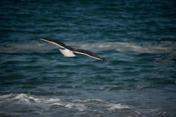 A lone seagull soars gracefully over the deep blue ocean waves with white foam