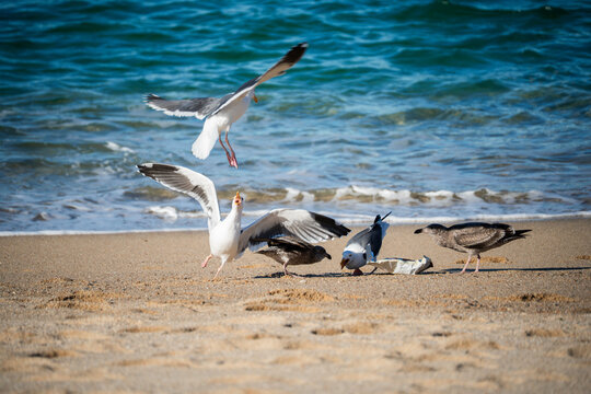 Seagulls squabble over food scraps on a sandy beach with ocean waves in the background