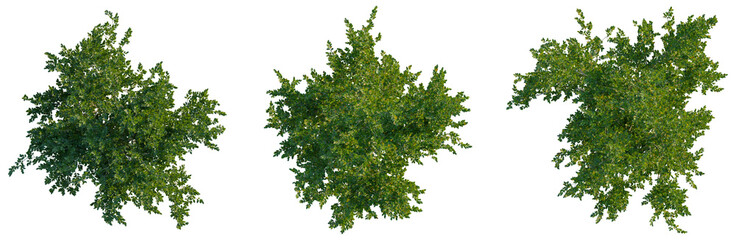 Obraz premium Eurya emarginata tree plan, top view, cutout, isolate, Three lush green trees with vibrant foliage isolated on transparent background