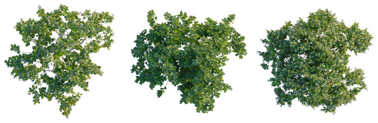 Obraz premium Rhaphiolepis umbellata tree plan, top view, cutout, isolate, Three lush green trees with dense foliage on transparent checkered background
