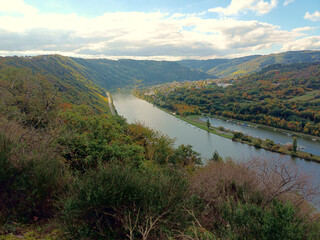 Naklejka premium Aussicht auf die Mosel zwischen Traben-Trarbach und Enkirch im Landkreis Bernkastel-Wittlich in Rheinland-Pfalz im Herbst. Aussicht vom Wanderweg Moselsteig Seitensprung Leiermannspfad.