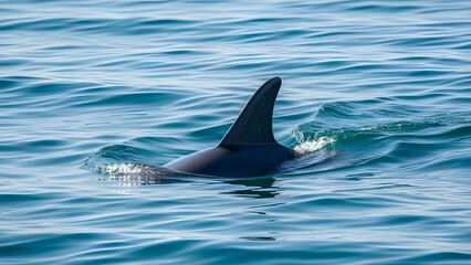 Orca whale swimming in ocean water