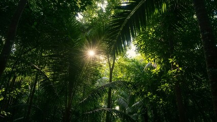 Dappled sunlight filtering through dense tropical forest foliage
