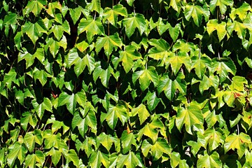 Background, texture of a wall densely covered with branches and leaves of maiden grapes, Parthenoc&iacute;ssus quinquefolia
