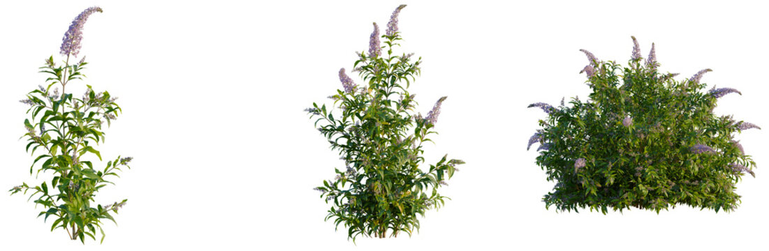 Buddleja lindleyana tree, front view, elevation, cutout, isolate, Collection of green plants with purple flowers on transparent background