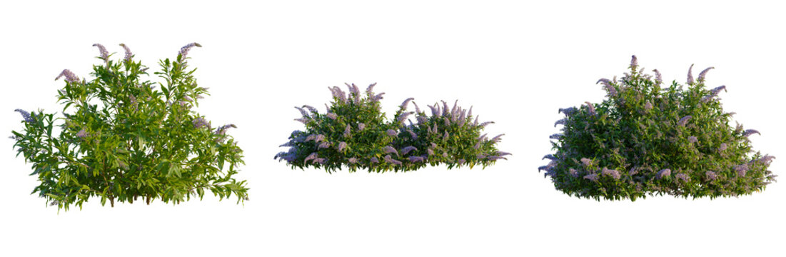 Buddleja lindleyana tree, front view, elevation, cutout, isolate, Beautiful green bushes with purple flowers on transparent background